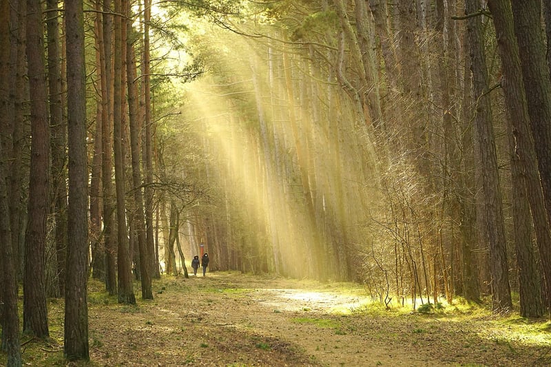 Mindful Walks